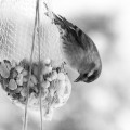 Carduelis spinus - Erlenzeisig