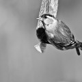 Carduelis spinus - Erlenzeisig