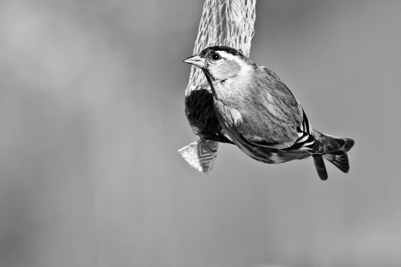 Carduelis spinus - Erlenzeisig