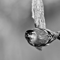 Carduelis spinus - Erlenzeisig